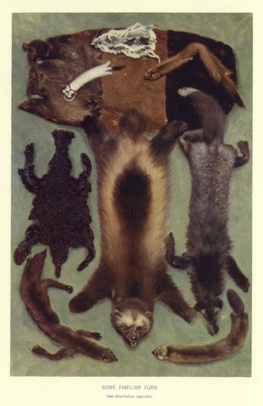 Some Familiar Furs by English School
