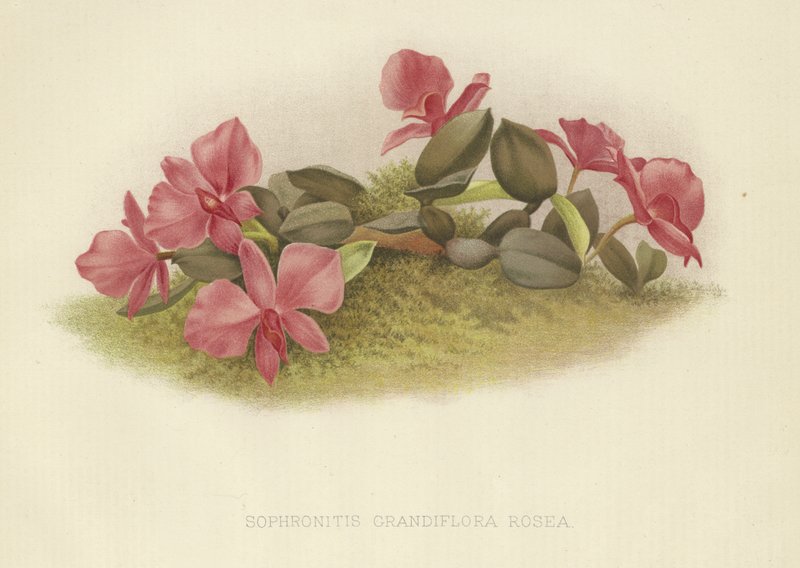 Sophronitis grandiflora rosea by English School