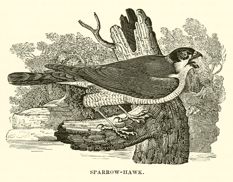 Sparrow-Hawk (engraving) by English School