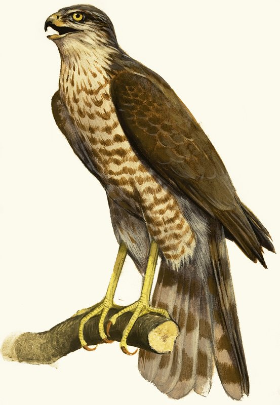 Sparrow Hawk by English School