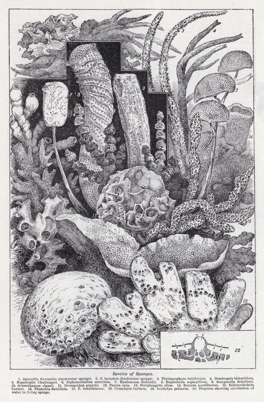 Species of sponges by English School