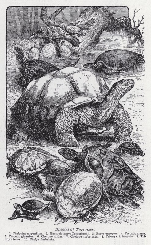 Species of Tortoises by English School
