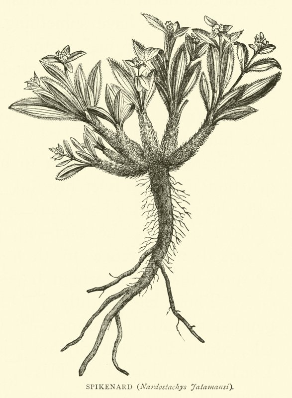Spikenard, Nardostachys Jatamansi by English School