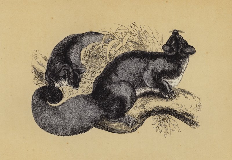 Squirrel Petaurus by English School