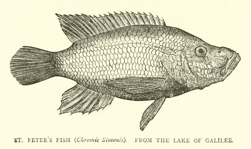 St Peters Fish (Chromis Simonis), from the Lake of Galilee by English School