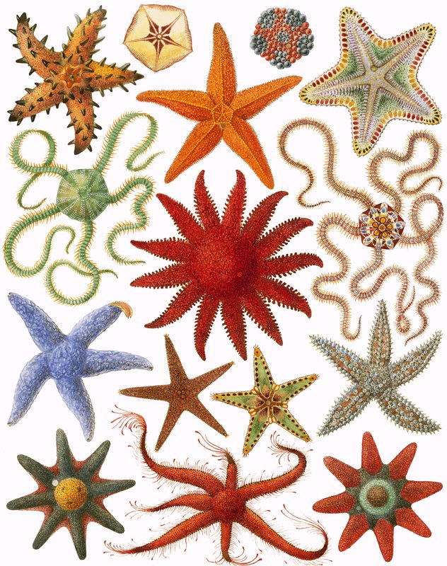 Starfish by English School