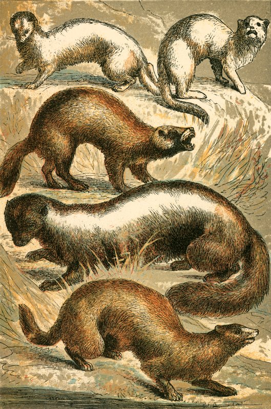 Stoat, Ermine, Polecat, Skunk and Mink by English School
