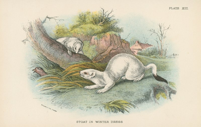 Stoat in Winter Dress by English School