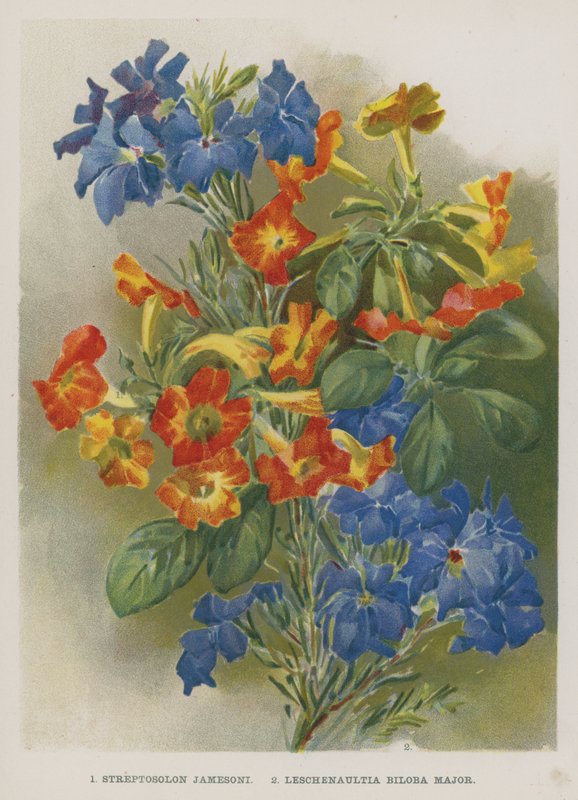 Streptosolon Jamesoni, Leschenaultia Biloba Major by English School
