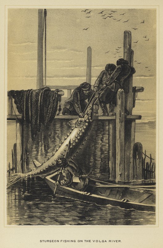 Sturgeon fishing on the Volga River by English School