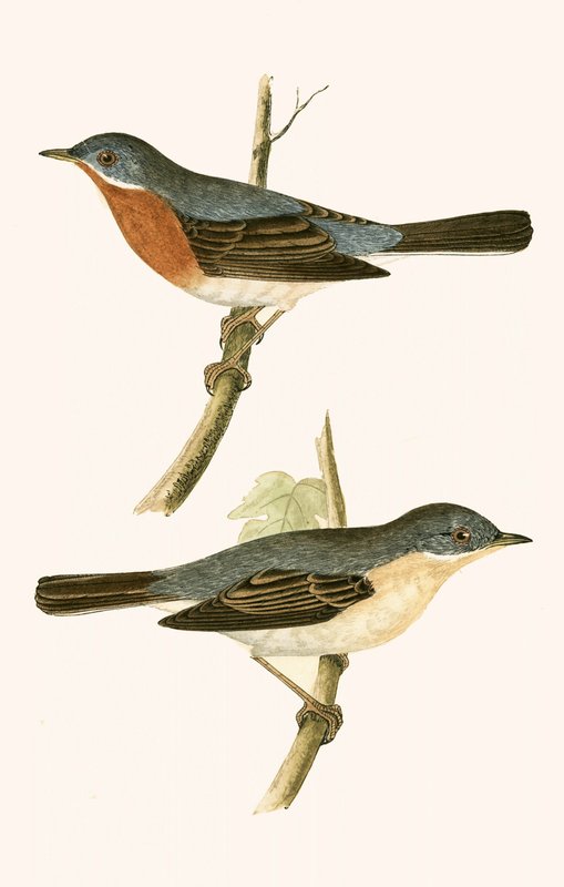 Sub Alpine Warbler, illustration from 