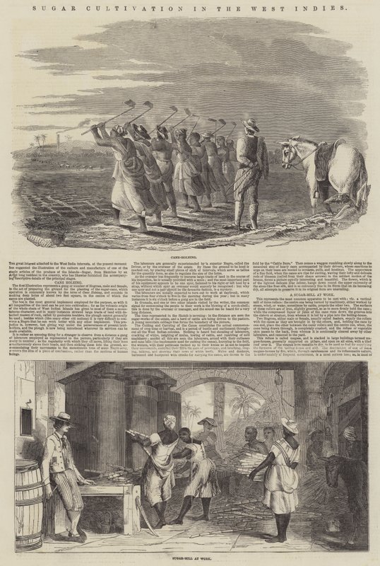 Sugar Cultivation in the West Indies by English School