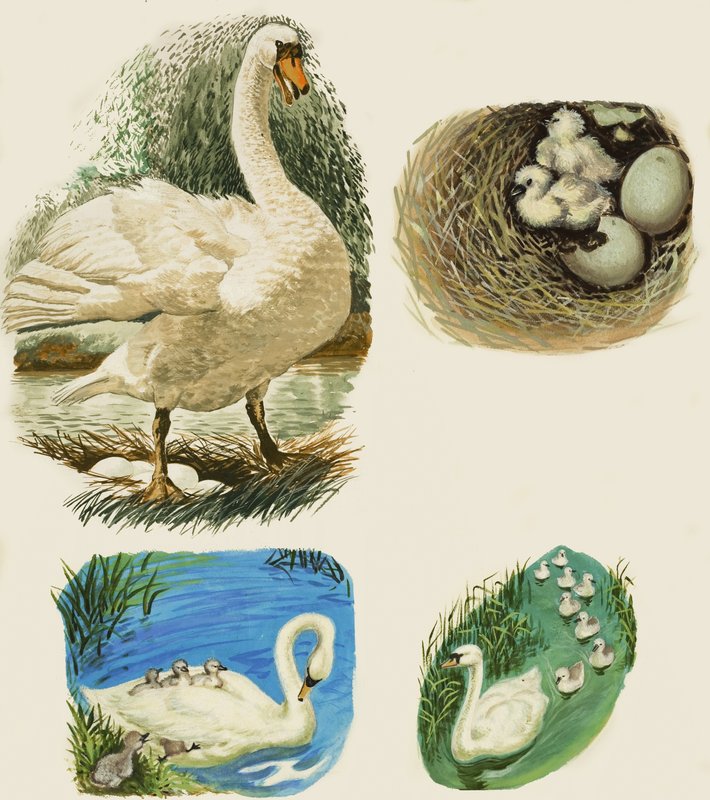 Swans by English School
