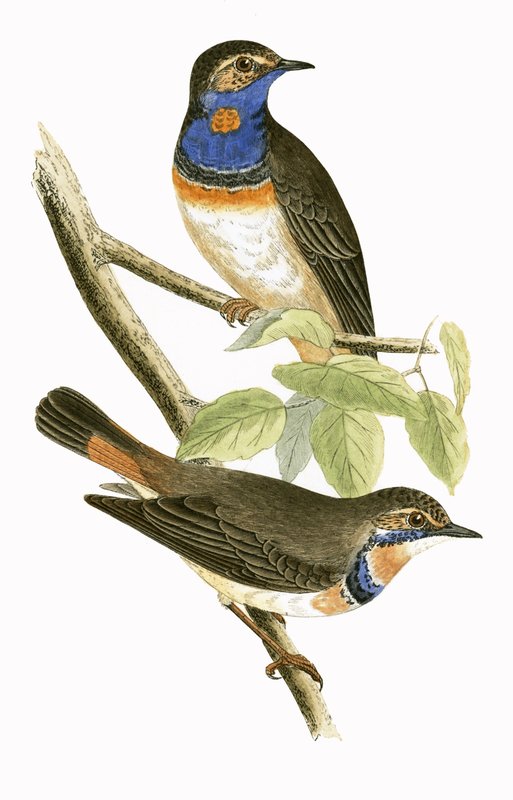 Swedish Blue Throated Warbler, illustration from 