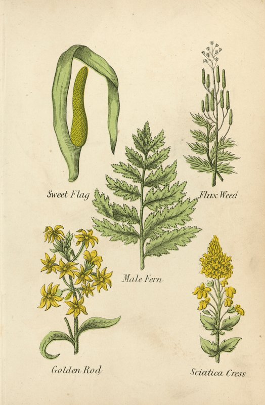 Sweet Flag, Fluxweed, Male Fern, Goldenrod, Sciatica Cress by English School