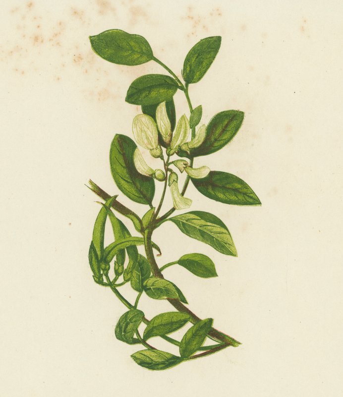 Sweet Milk Vetch, Astragalus Glyciphyllus by English School
