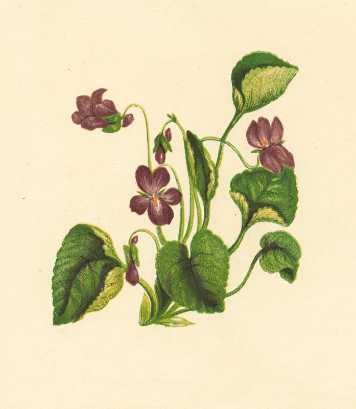 Sweet Violet, Viola Odorata by English School