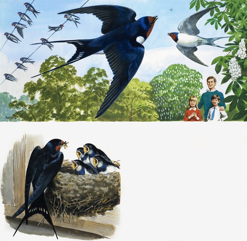 Swifts by English School