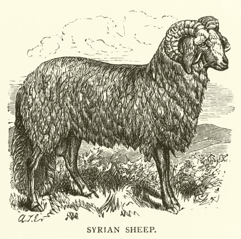 Syrian Sheep by English School