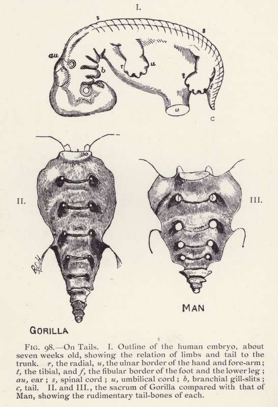 Tails, man and gorilla by English School