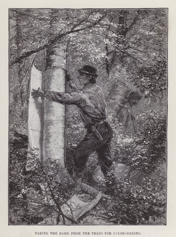 Taking the Bark from the Trees for Canoe-Making by English School