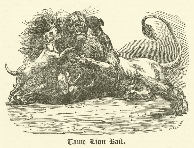 Tame Lion Bait by English School