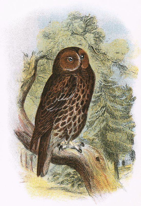 Tawny Owl by English School