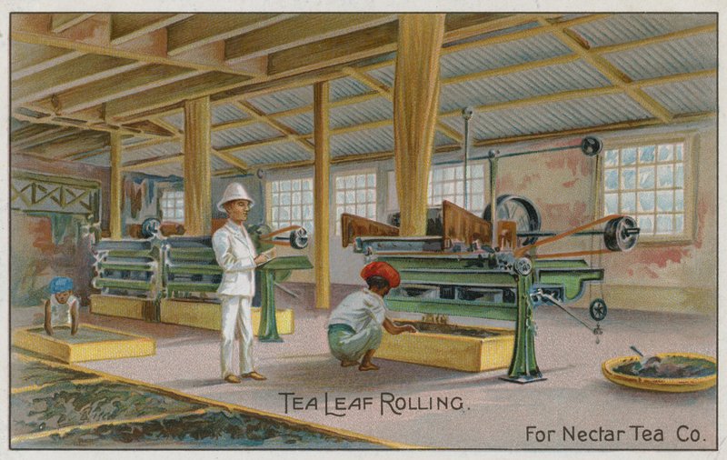 Tea Leaf Rolling, For Nectar Tea Co, Trade Card by English School