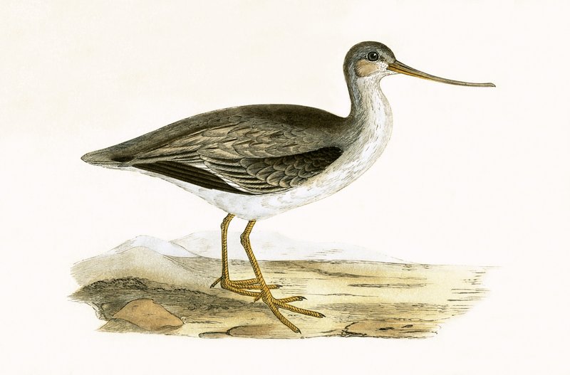 Terek Godwit, illustration from 
