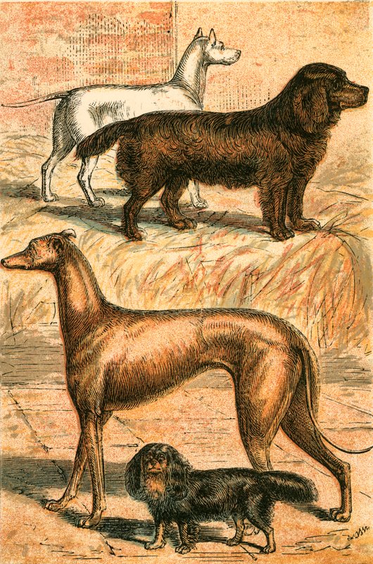 Terrier, Spaniel, Greyhound and King Charles Spaniel by English School