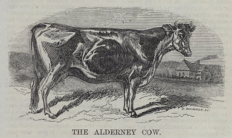 The Alderney Cow (engraving) by English School