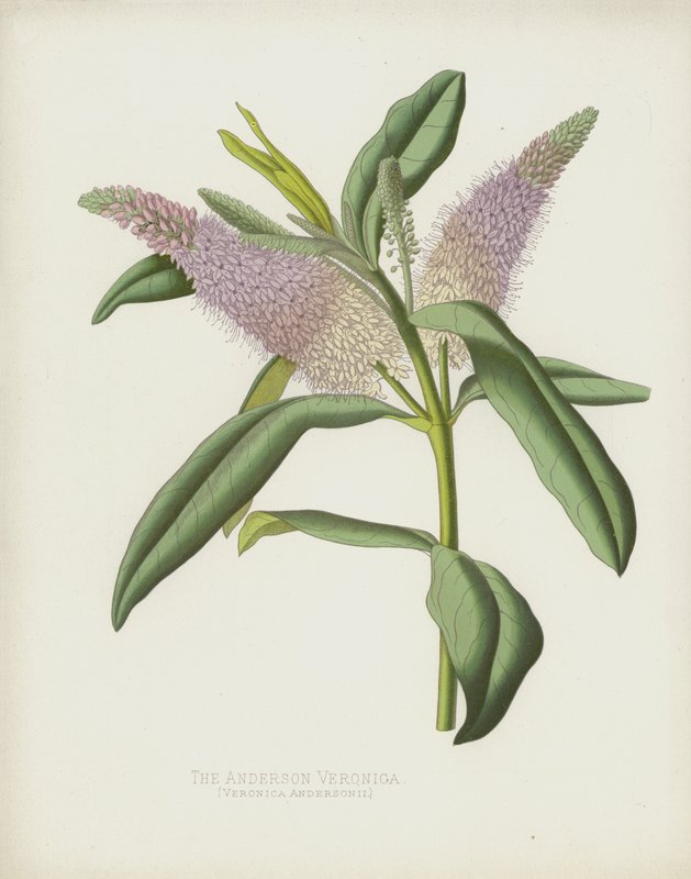 The Anderson Veronica by English School