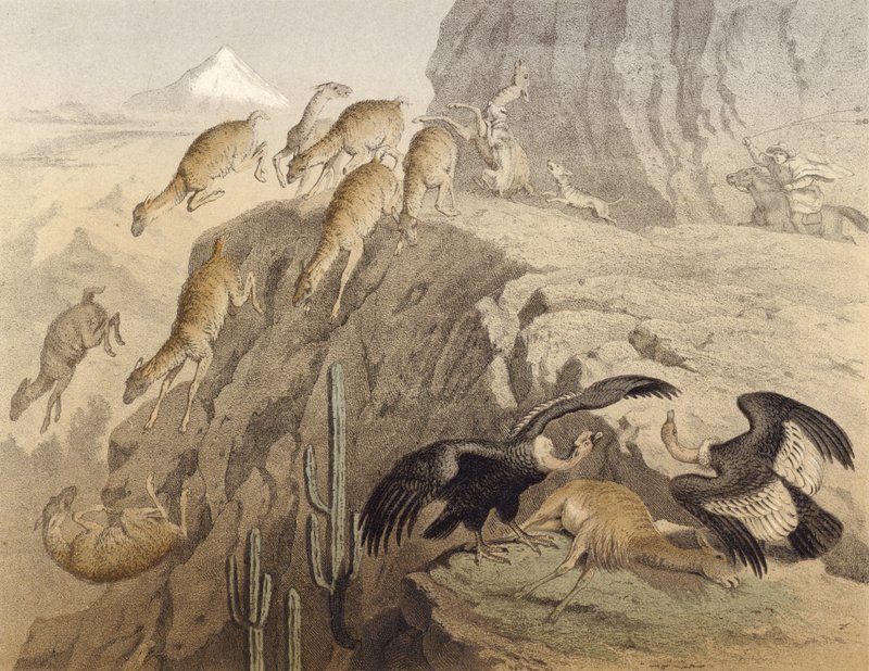 The Andes mountains in Peru, hunting the llama, the condor by English School
