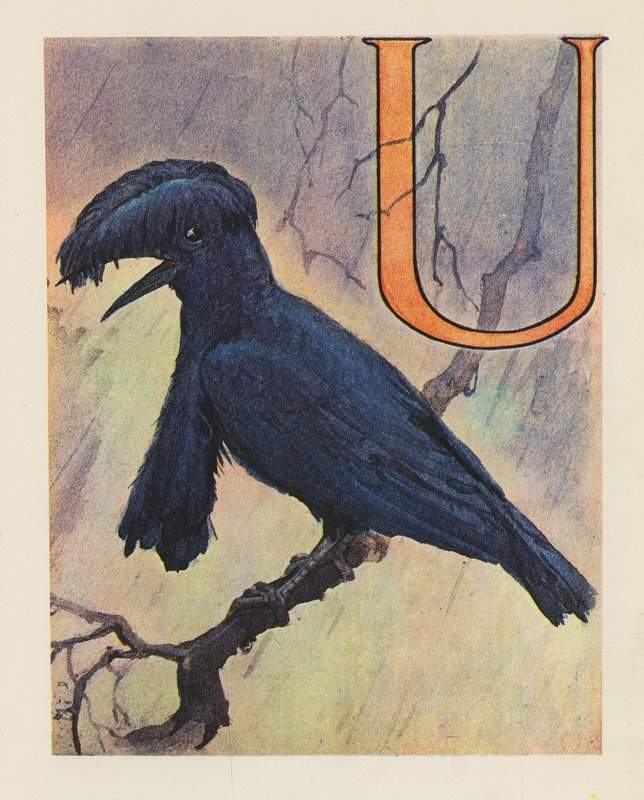 The Animal ABC: Letter U, Umbrella Bird by English School