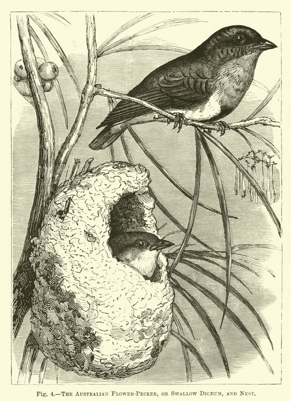 The Australian Flower-Pecker, or Swallow Dicaeum, and Nest by English School