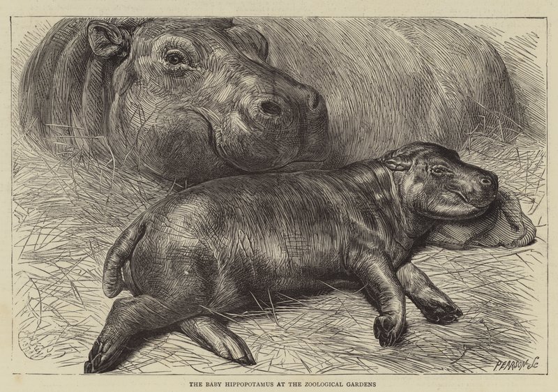 The Baby Hippopotamus at the Zoological Gardens by English School