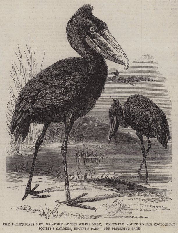 The Balaeniceps rex, or Stork of the White Nile, recently added to the Zoological Society
