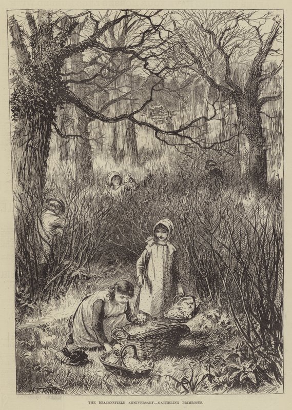 The Beaconsfield Anniversary, Gathering Primroses by English School