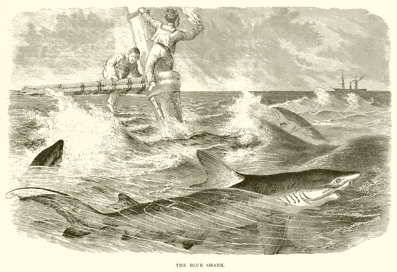 The Blue Shark by English School