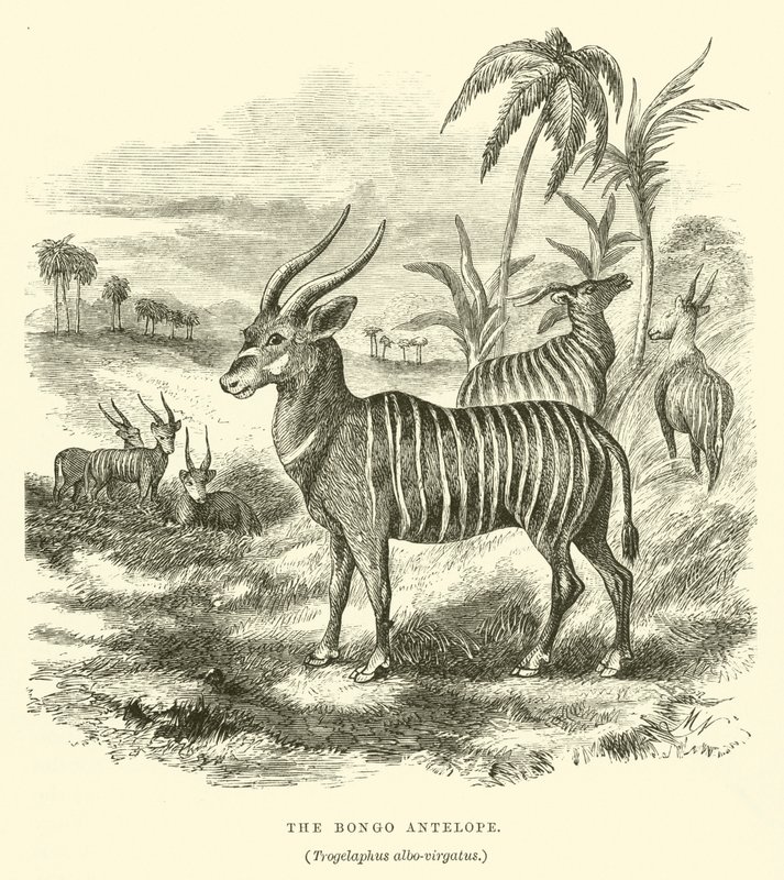 The Bongo Antelope, Trogelaphus albo-virgatus by English School