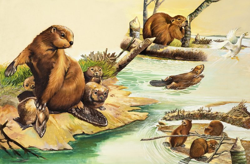 The Busy Beavers by English School