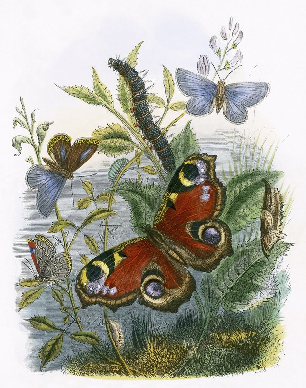 The Butterfly Vivarium by English School