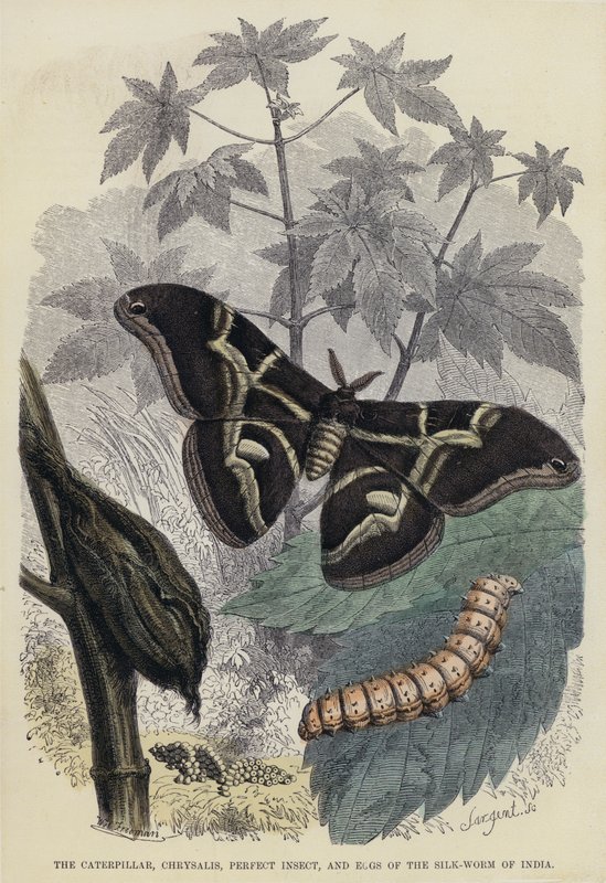 The Caterpillar, Chrysalis, Perfect Insect, and Eggs of the Silk-Worm of India by English School