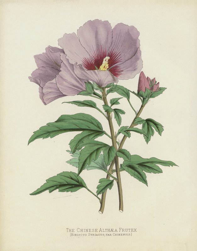 The Chinese Althaea Frutex by English School