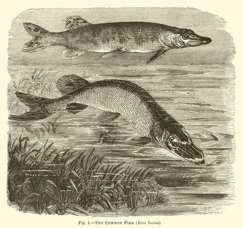 The Common Pike, Esox lucius by English School