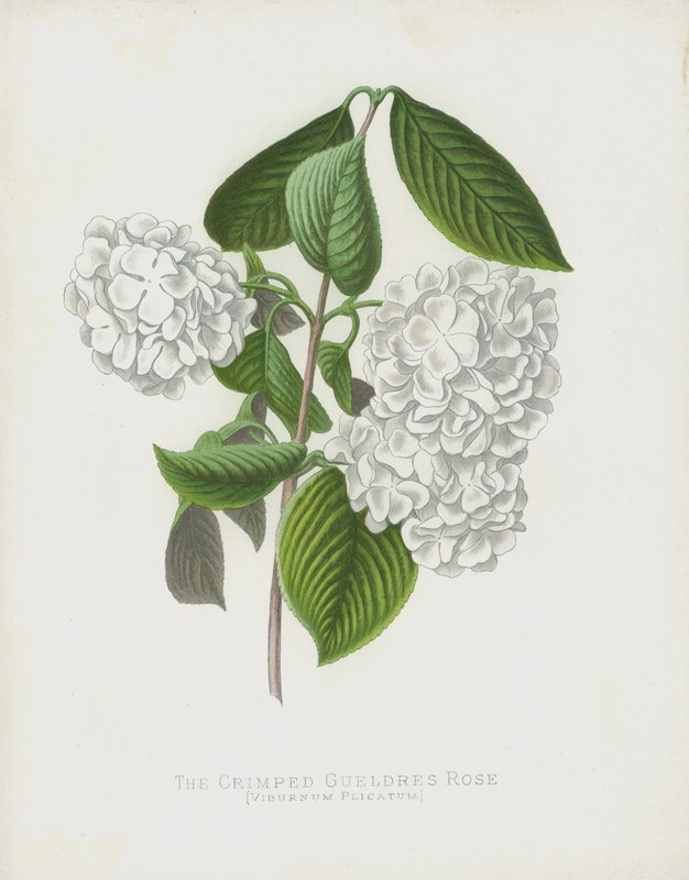 The Crimped Gueldres Rose, Viburnum Plicatum var. Dilatata by English School