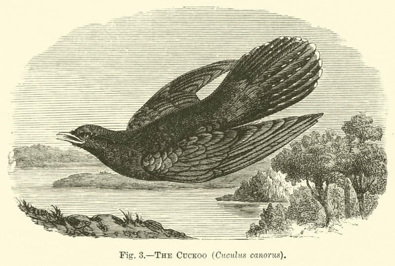 The Cuckoo, Cuculus canorus by English School