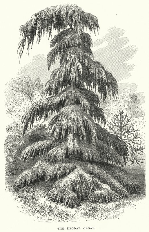 The Deodar Cedar by English School