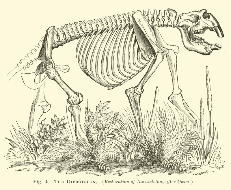 The Diprotodon by English School