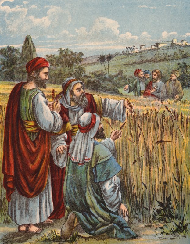 The Disciples Plucking Corn by English School